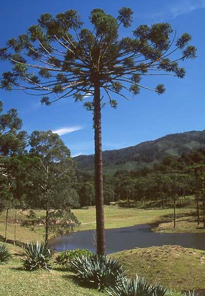 Pinheiro-do-Paraná  árvore-simbolo do Parque (foto: Jurandir Lima)
