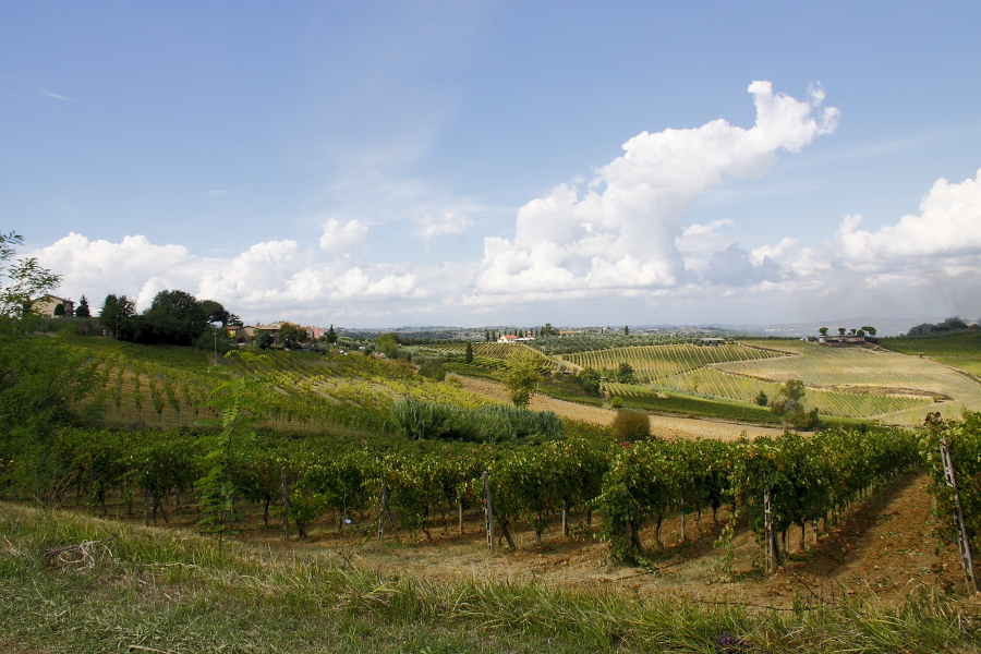 Região de San Gimignano- Vinhos e vinícolas Foto: Eduardo Andreassi
