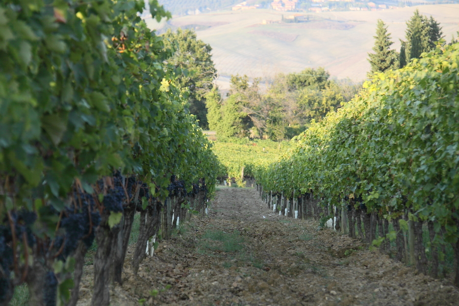 Parreiras carregadas - Região da Toscana - Vinhos - (Torrenieri, Montalcino e Pienza) Foto: Eduardo Andreassi