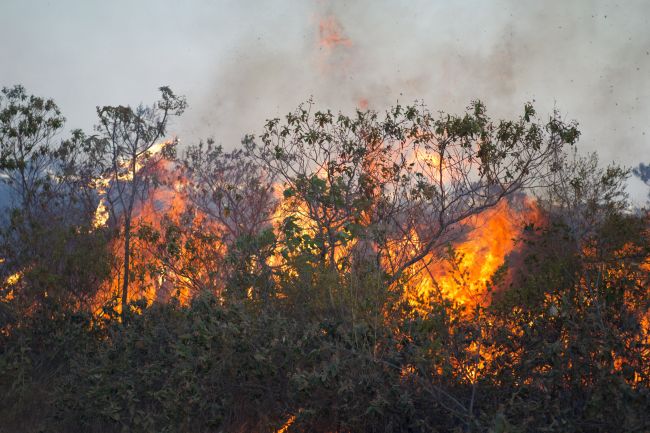Ainda há focos de incêndio no Parque (foto: Dorivan Marinho/ Fotoarena)