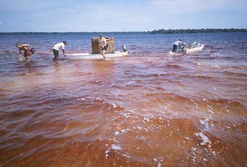 Os rios amazônicos são tão diferentes dos outros; parecem mares e praias da costa brasileira. (foto: Nelson Barretta)