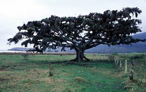 Mata-pau crescida em um campo no Rio Grande do Sul (foto: Cláudio Patto)